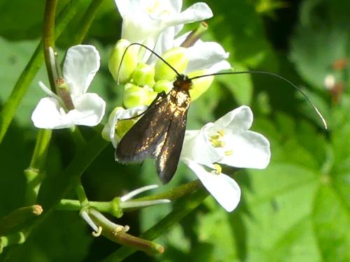 Cauchas rufimitrella